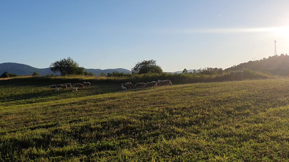 Sheep paradise in Bosiljevo